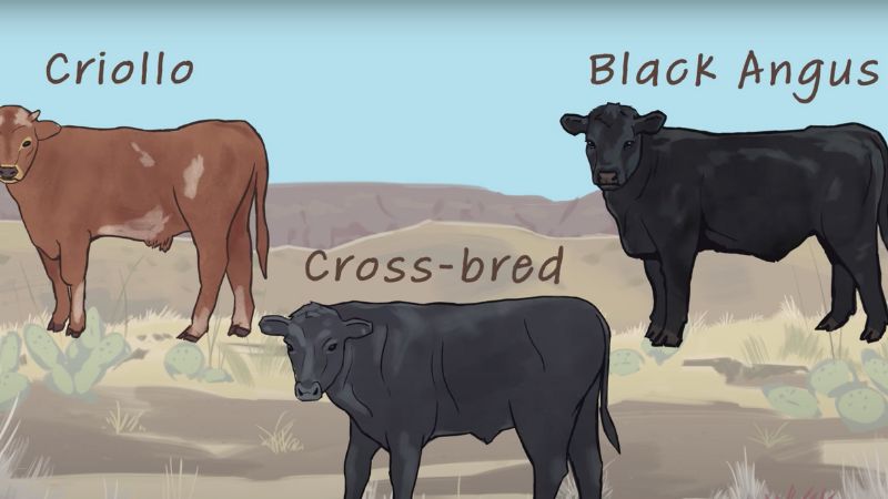 Supply Chain Options for Beef Cattle from the Southwestern US banner